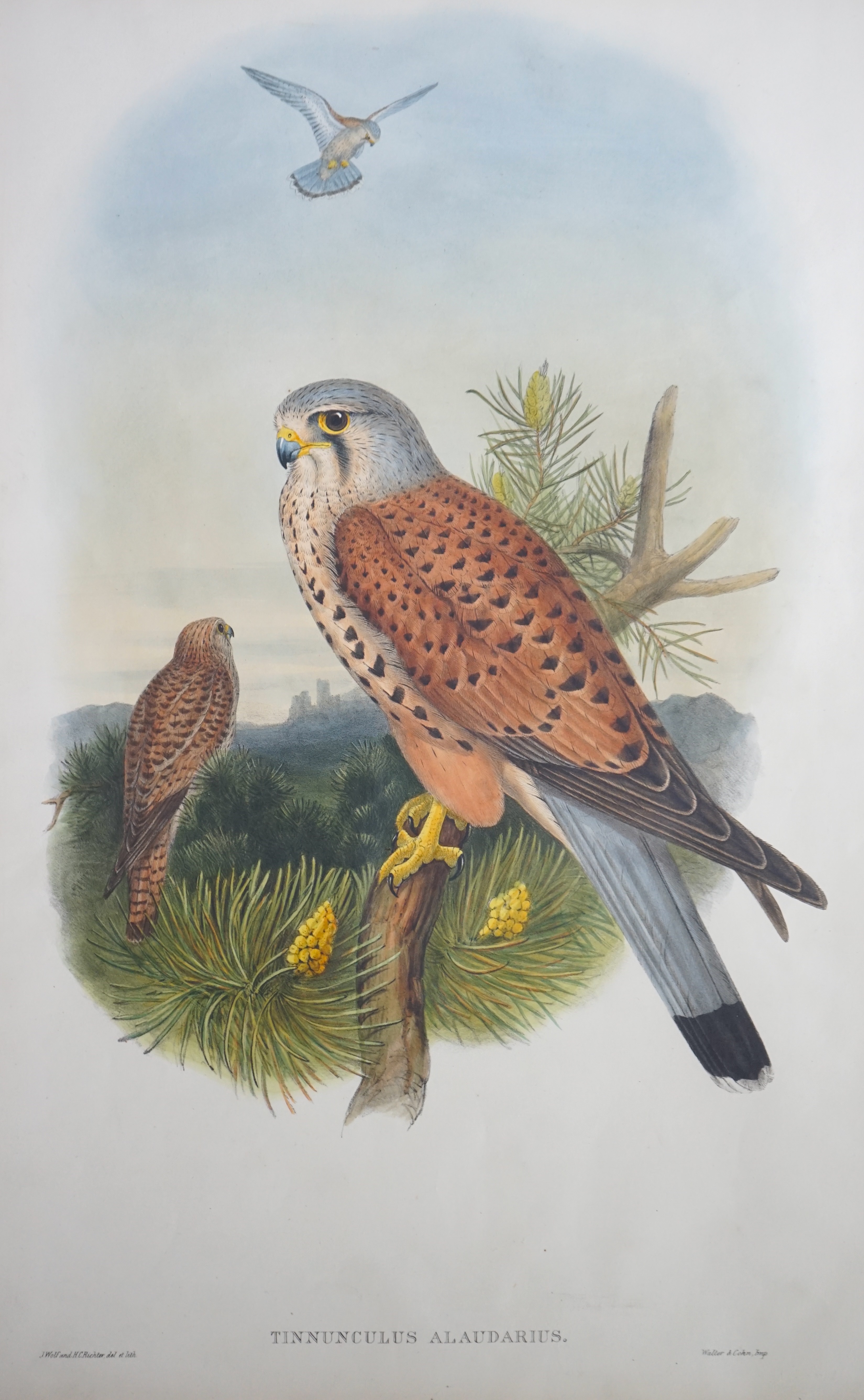 Walter & Cohn after Wolf and Richter (John Gould), 24 hand coloured lithographs from Gould's Birds of Great Britain, lithographs with hand-colouring on wove paper, 55 x 36cm, unframed and unmounted